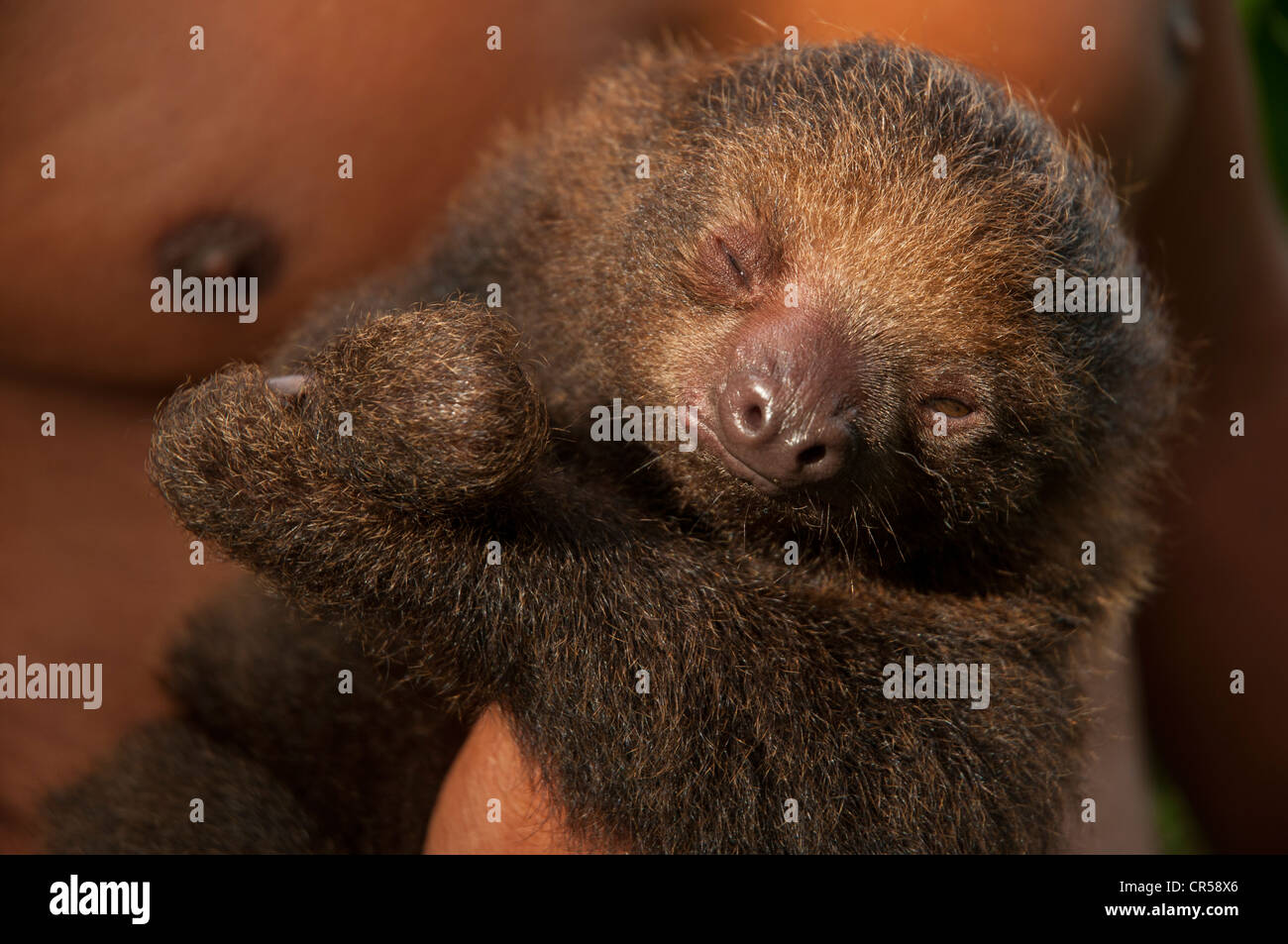 Deux doigts Choloepus hoffmanni paresseux - Pilpintuwasi Animal orphelinat, Pérou. Banque D'Images