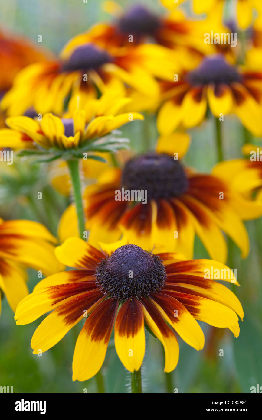 Une photo de Rudbeckia fleurs en croissance dans un jardin Banque D'Images