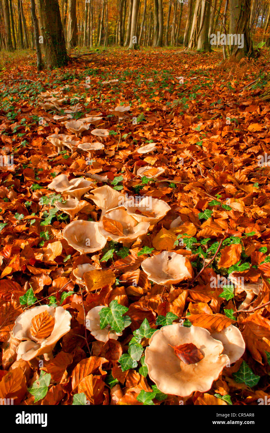 Image à contraste élevé de champignons sauvages dans les bois Banque D'Images
