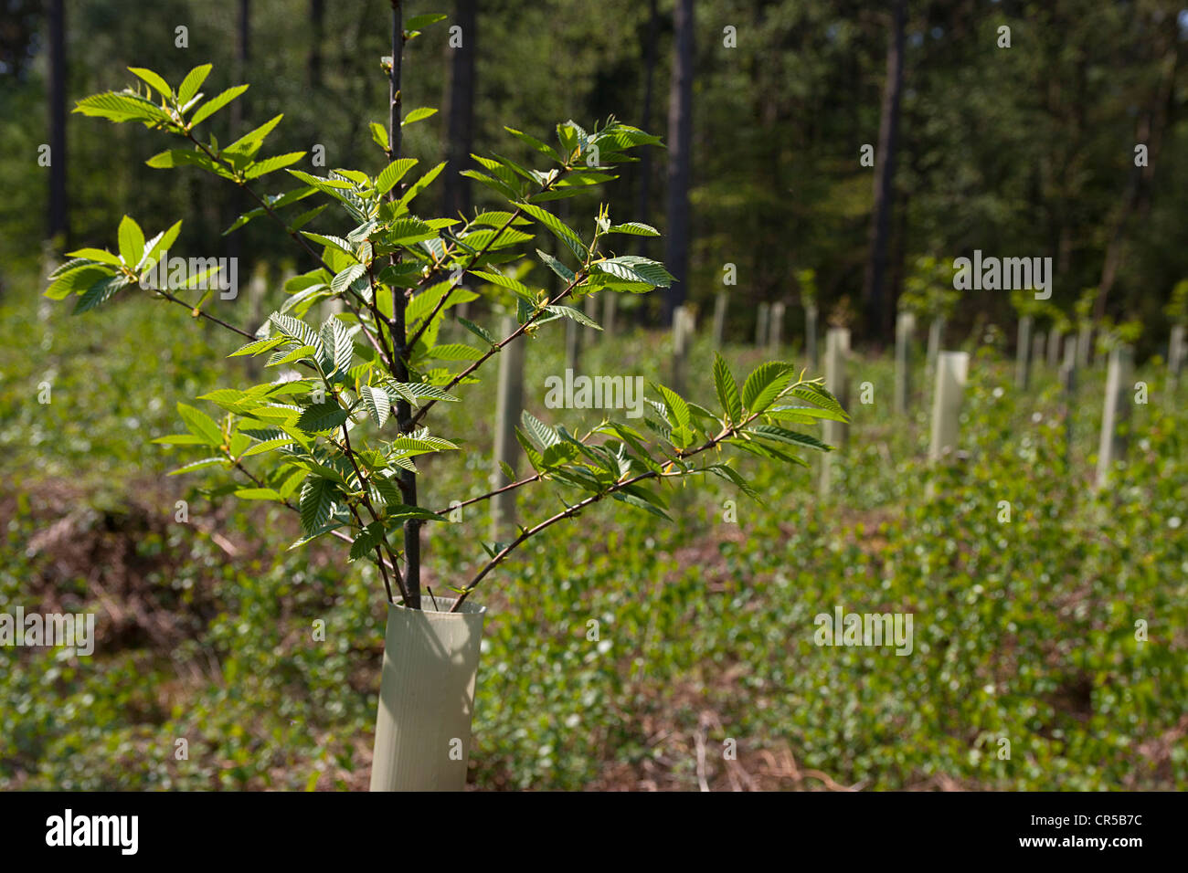 La plantation d'arbres, Ewhurst, collines du Surrey, Angleterre Banque D'Images