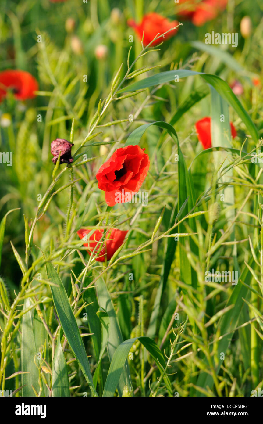 Un champ de coquelicots dans la grande campagne britannique au cours de l'été Banque D'Images