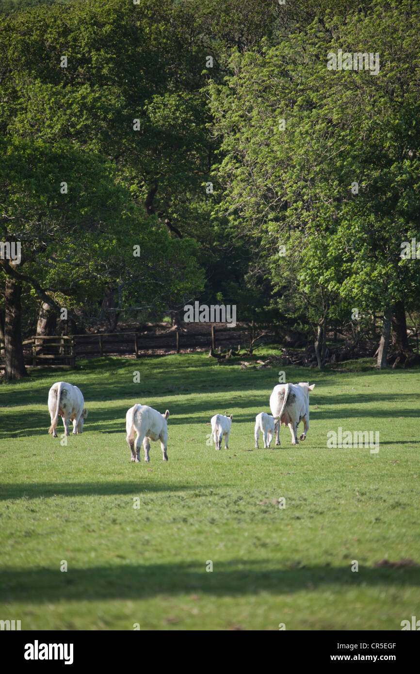 Entendu parler de Charolais dans un champ en Galles Pembrokeshire UK 128019_Bull Banque D'Images