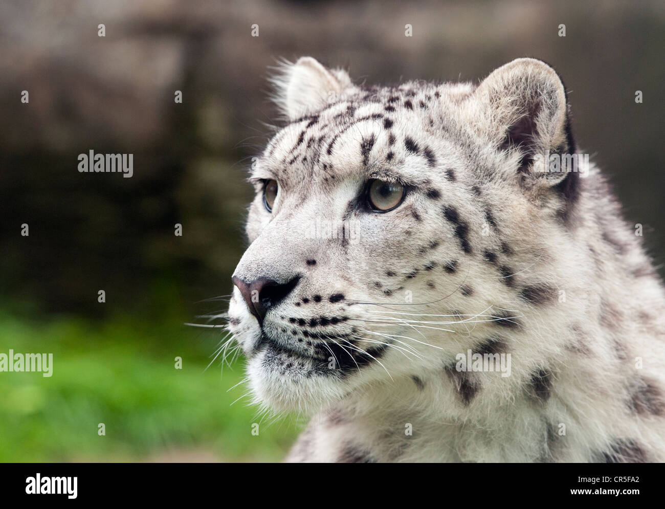 Snow Leopard (profil) Banque D'Images
