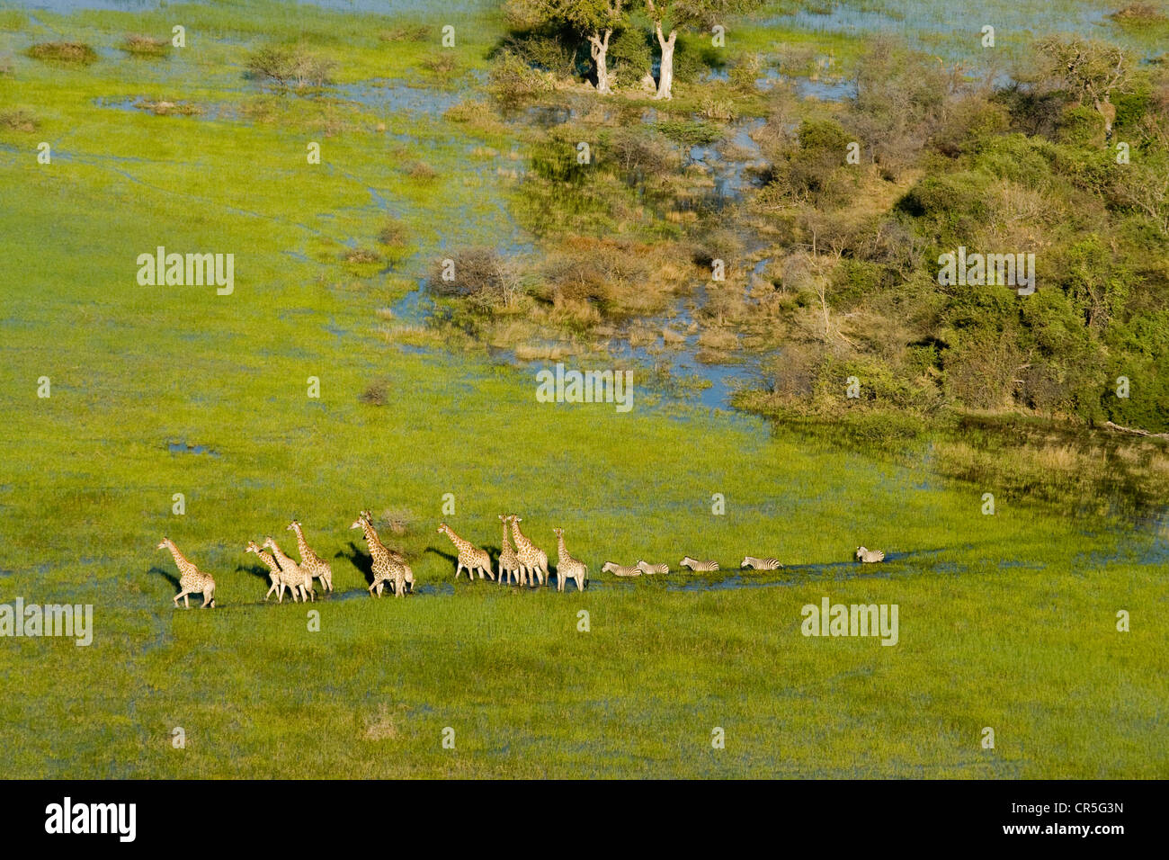 Le Botswana, au nord ouest de la ville, Delta de l'Okavango, troupeau de girafes et zèbres (vue aérienne) Banque D'Images