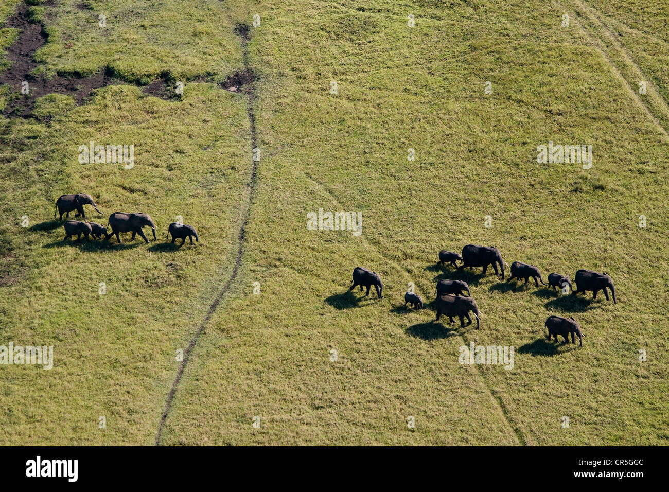 Kenya, Masai Mara National Reserve, elephant (Loxodonta africana), troupeau (vue aérienne) Banque D'Images