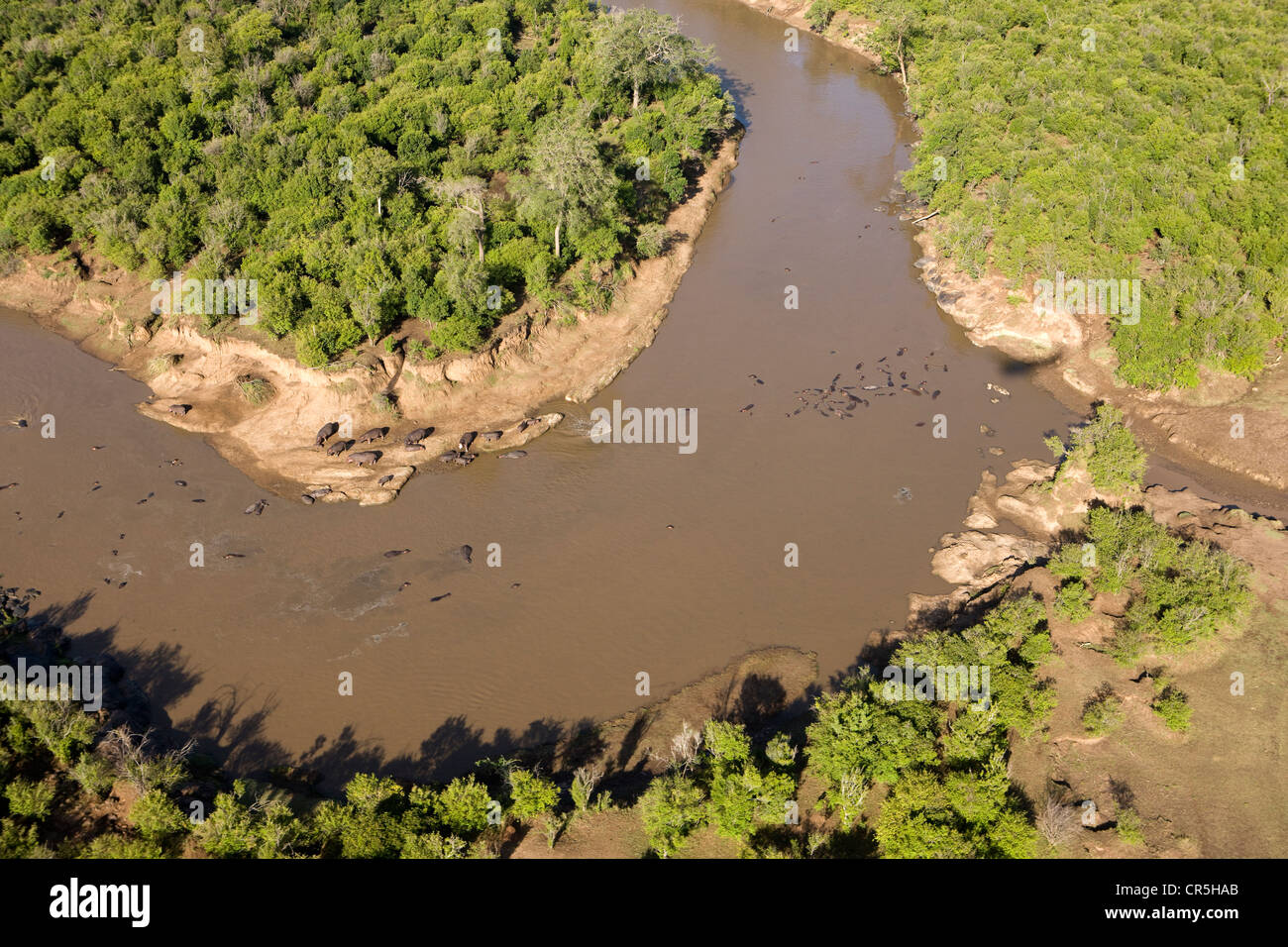 Kenya, Masai Mara National Reserve, d'Hippopotame (Hippopotamus amphibius), Mara River (vue aérienne) Banque D'Images