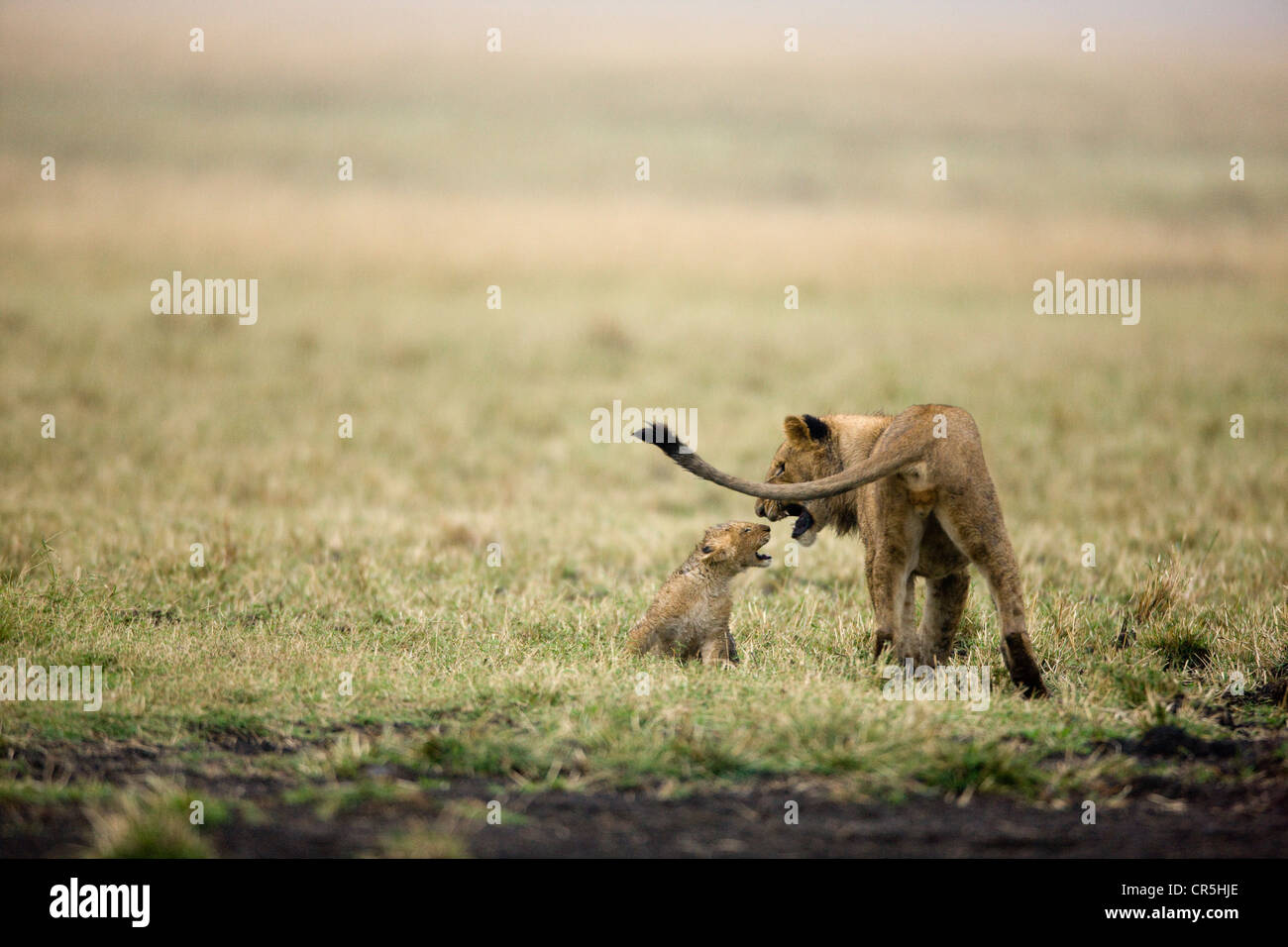 Kenya, Masai Mara National Reserve, les jeunes agressifs lion (Panthera leo) face à un bébé Banque D'Images