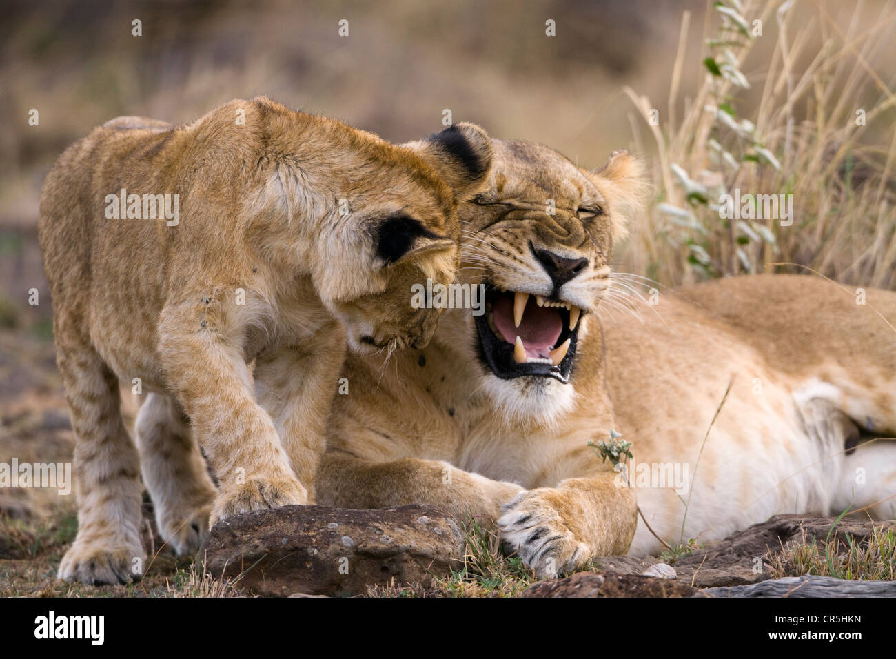 Kenya, Masai Mara National Reserve, lion (Panthera leo), agressif et lionne lion cub Banque D'Images