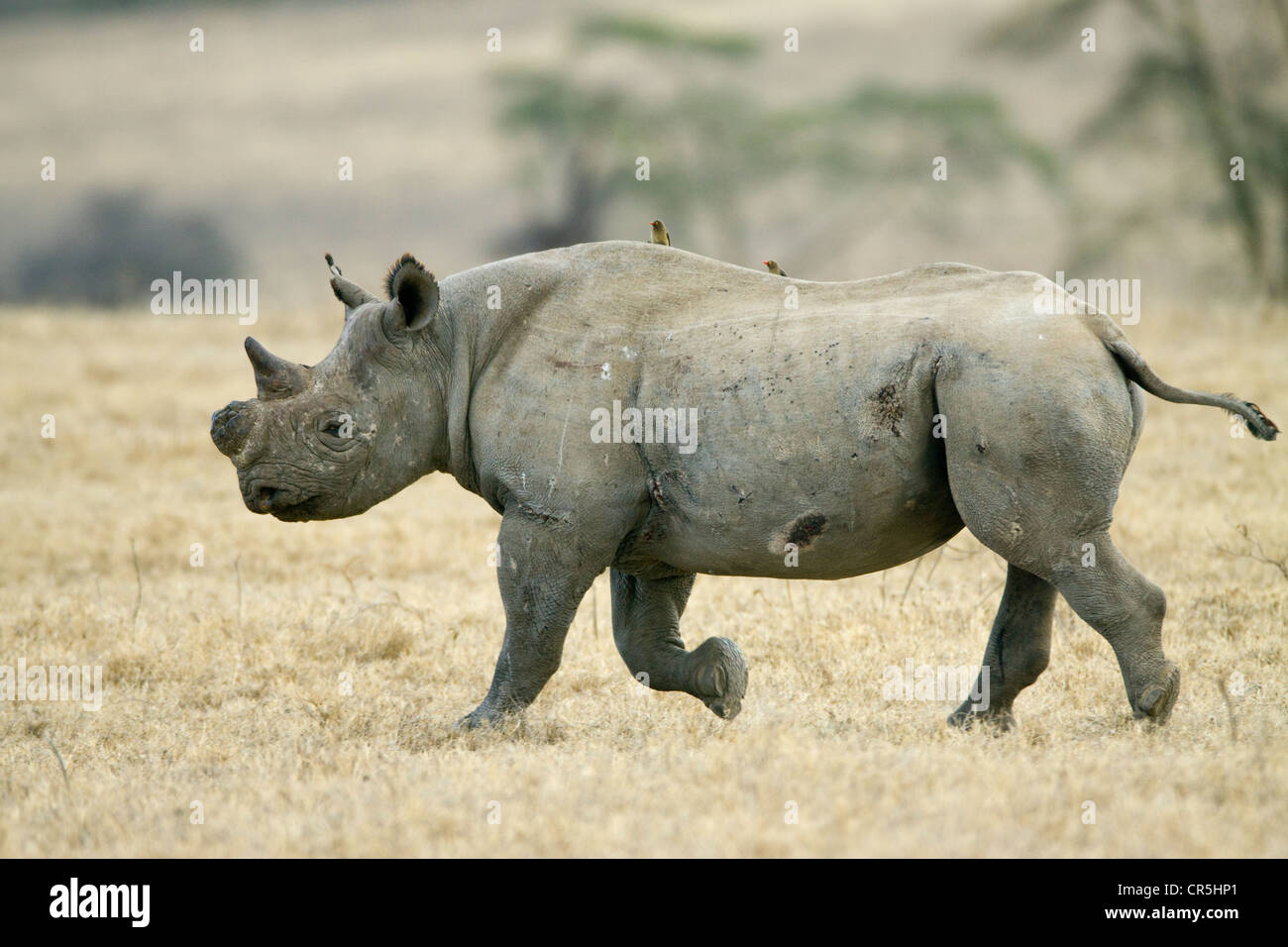 Le Parc National de Nakuru, Kenya, le rhinocéros noir (Diceros bicornis), femme de l'avertisseur sonore pour le protéger contre les braconniers Banque D'Images