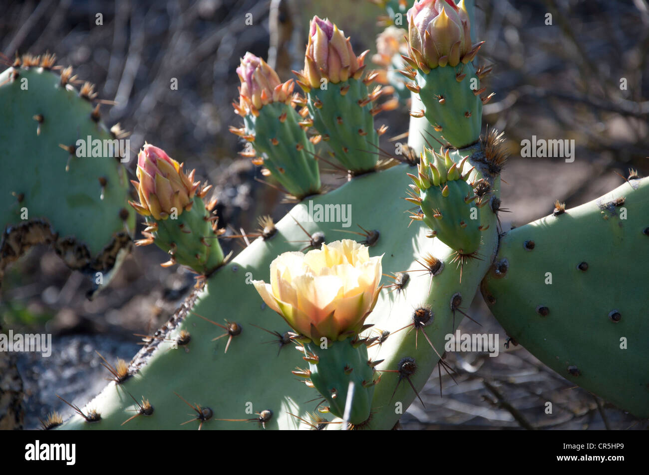 Cactus Flower Californie, États-Unis Banque D'Images