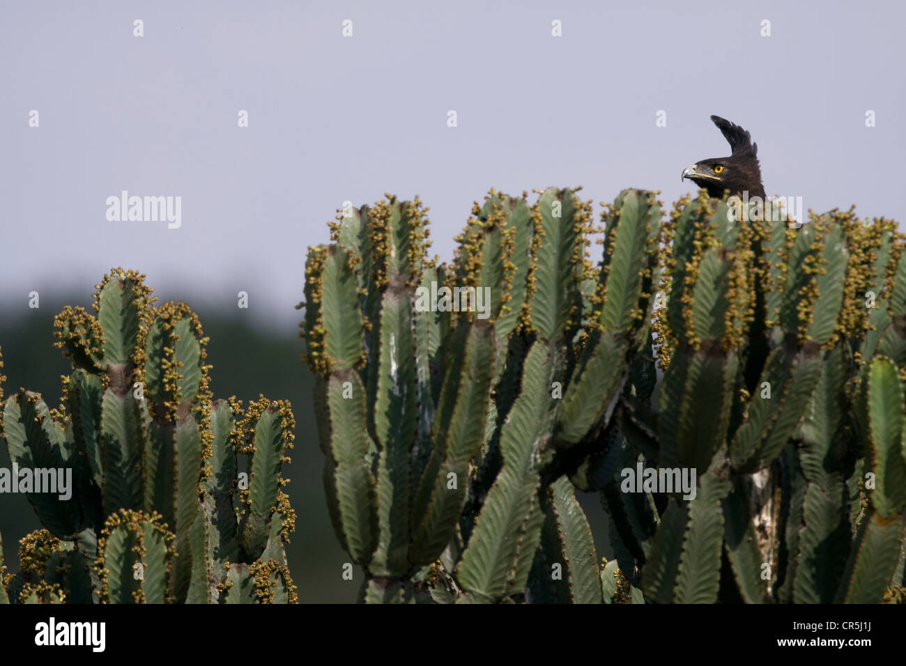 Kenya, Masai Mara National Reserve, Long-crested Eagle (Lophaetus occipital) Banque D'Images