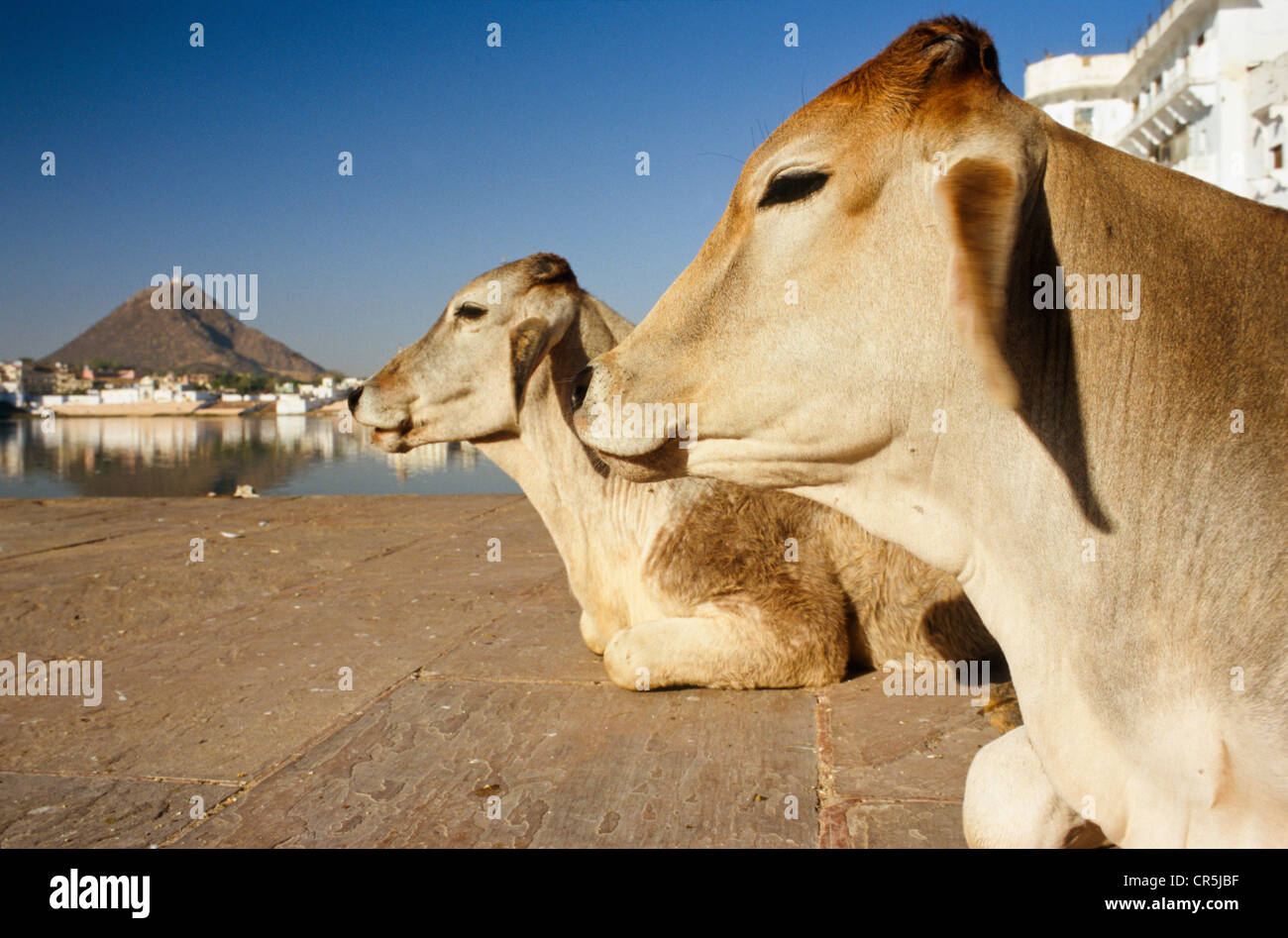 Les vaches à saint les ghats de Brahma, le lac Pushkar, Rajasthan, Inde, Asie Banque D'Images