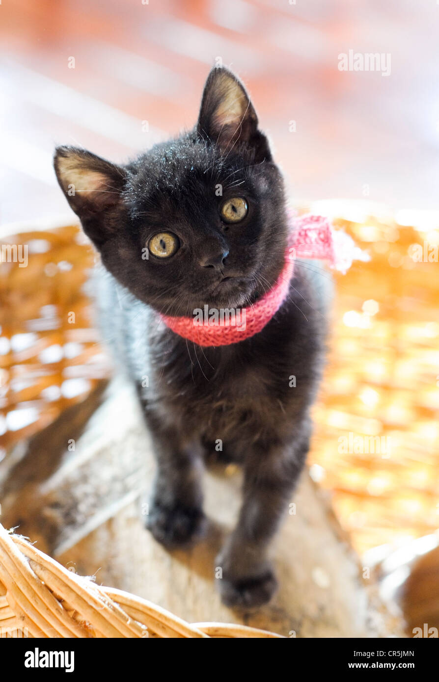 Funny little kitten looking at camera alert Banque D'Images