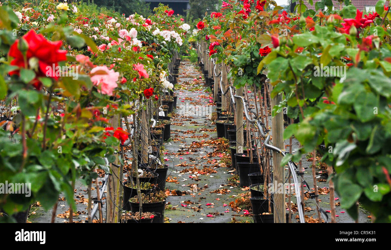 Rosiers et pathway Banque D'Images