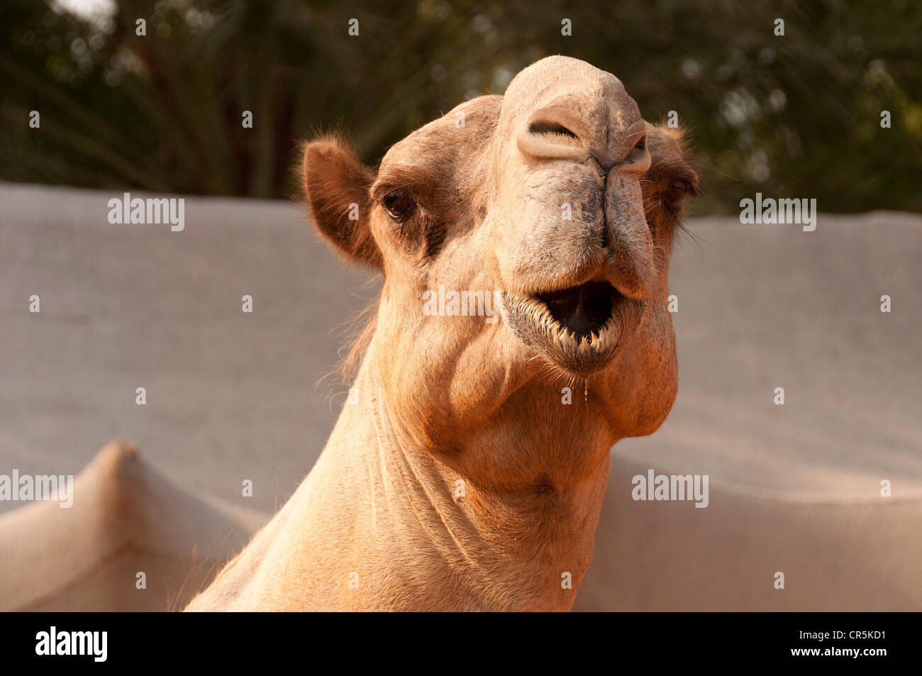 Elk206-1148 Emirats arabes unis, Abu Dhabi, Heritage Village, camel Banque D'Images Elk206-1148 Emirats arabes unis, Abu Dhabi, Heritage Village, camel Banque D'Images