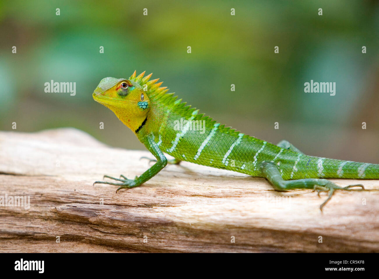 Green garden lizard (calotes calotes), la réserve forestière de Sinharaja, Sud, Sri Lanka Banque D'Images