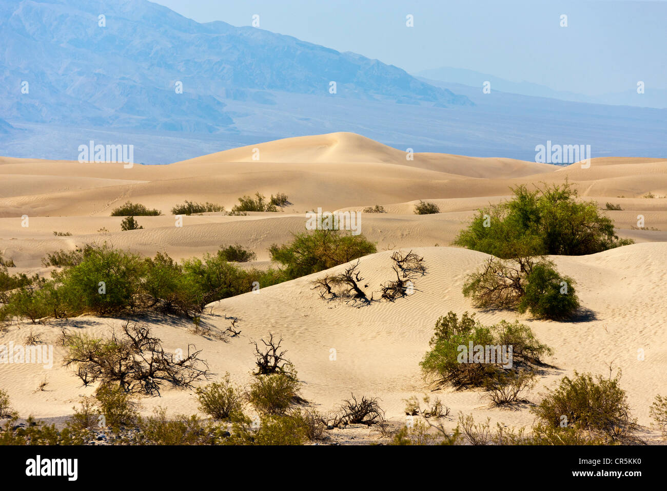 Dunes de sable, la Death Valley, Californie, USA. JMH5357 Banque D'Images