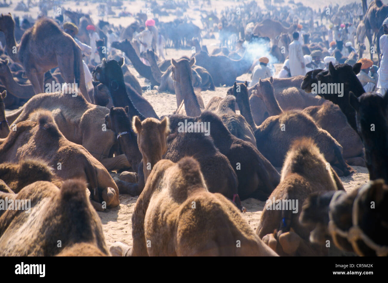 Camel Pushkar Fair, l'un des plus grands marchés de chameau en Asie, Rajasthan, Inde, Asie Banque D'Images