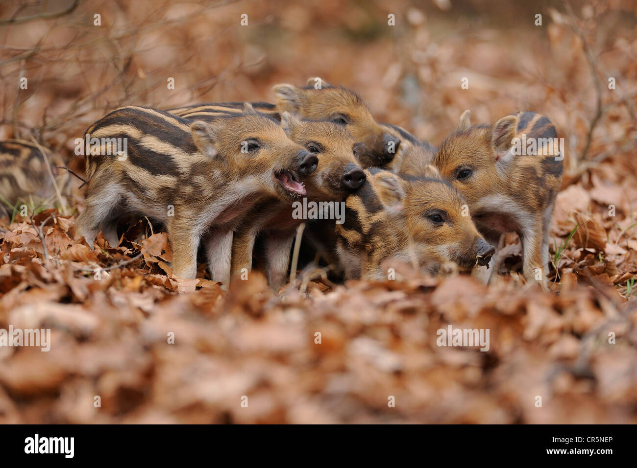 Le sanglier (Sus scrofa), les porcelets combats, dans une enceinte, Nordrhein-Westfalen, Germany, Europe Banque D'Images