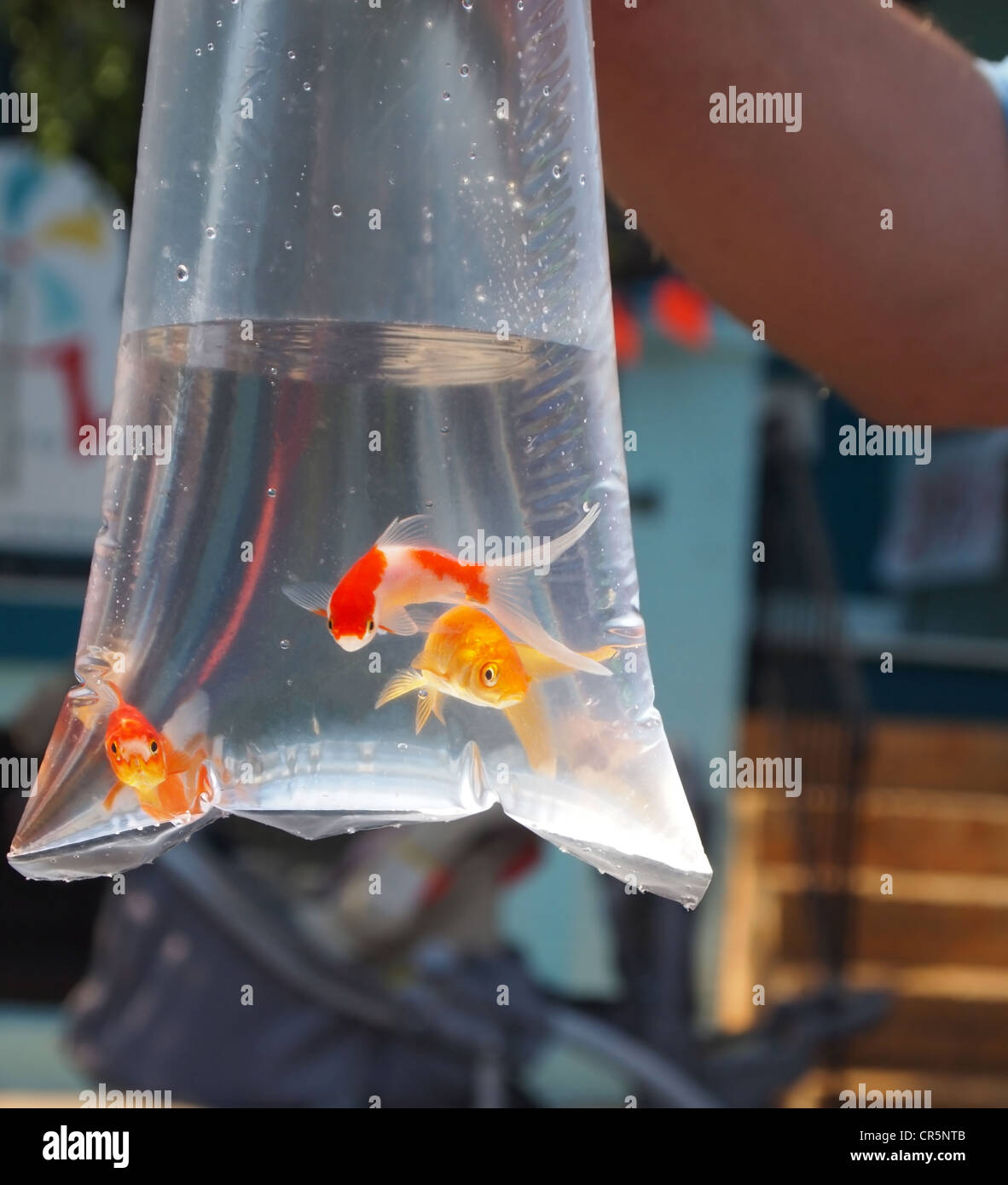 Trois poissons rouges nagent dans un sac de plastique à un carnaval avant d'aller à la maison avec l'heureux gagnant d'un jeu à mi-chemin. Banque D'Images