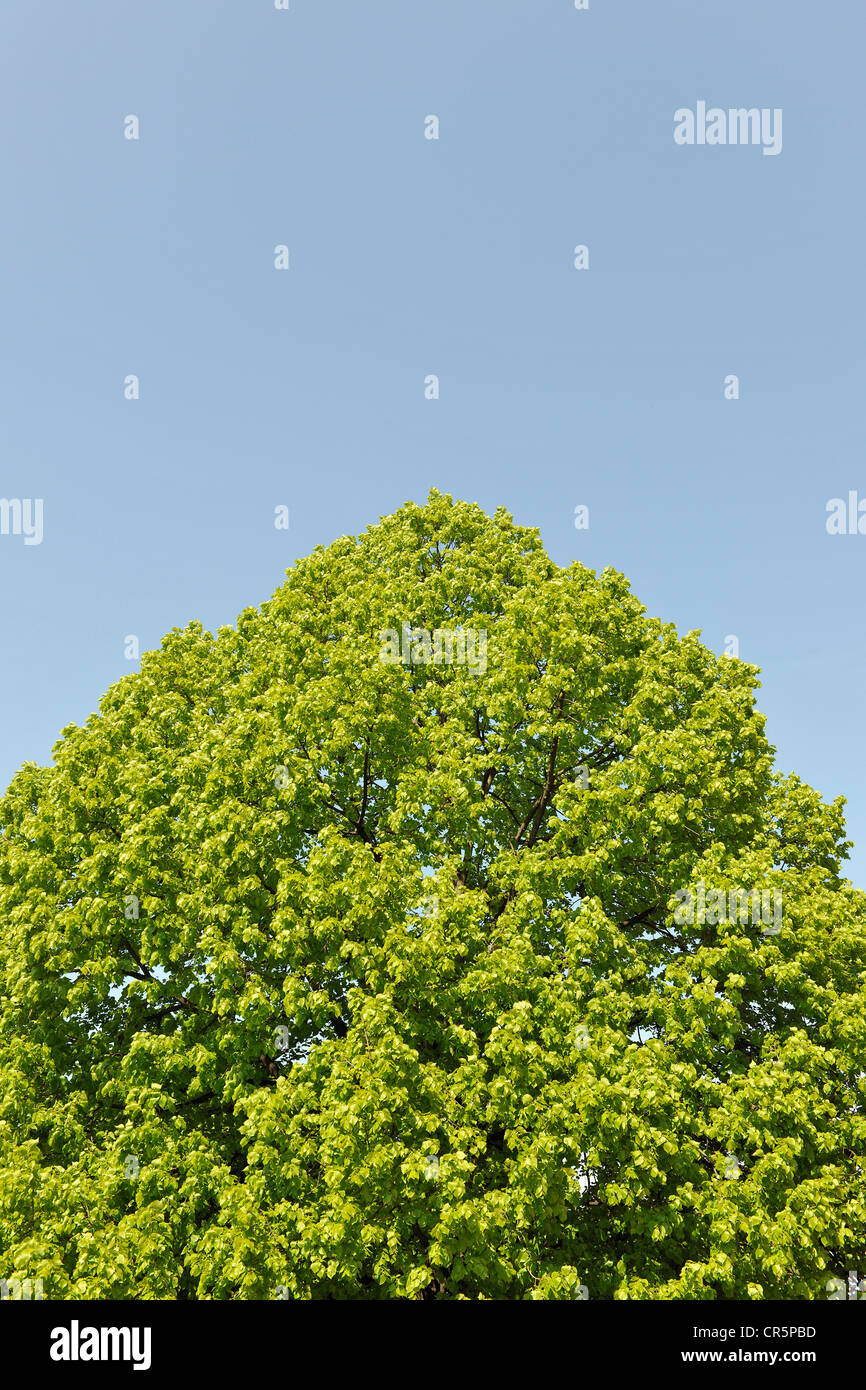 Couronne d'un Lime à petites feuilles (Tilia cordata) contre un ciel bleu, avec un espace réservé au texte, Thuringe, Allemagne, Europe Banque D'Images