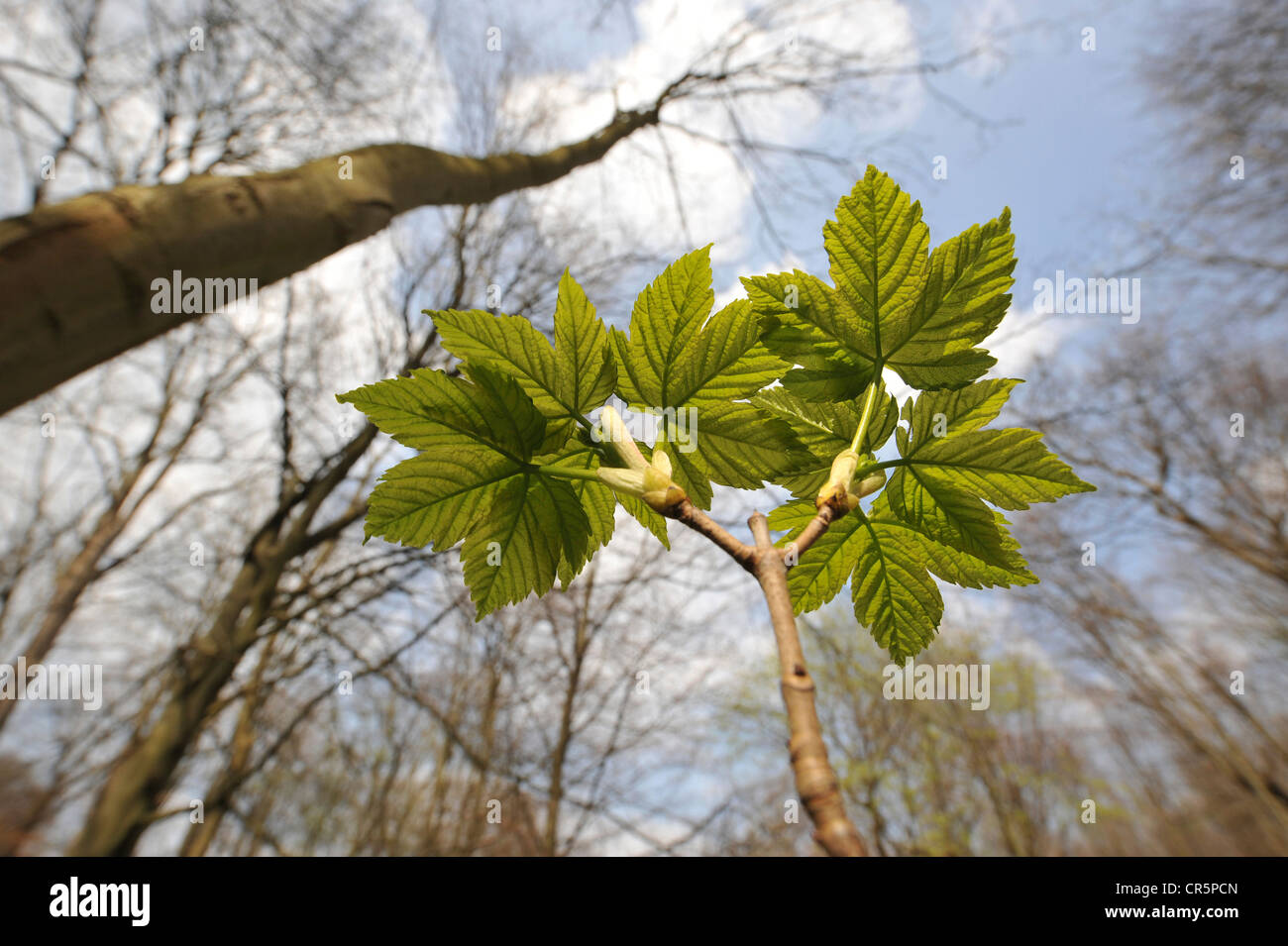 Jeune érable sycomore (Acer pseudoplatanus), perspective de grenouille, Patrimoine Mondial de l'UNESCO Parc national de Thuringe, Hainich Banque D'Images