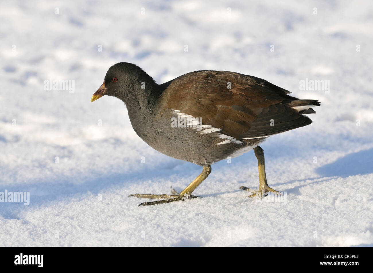Gallinule poule-d'eau (Gallinula chloropus), la marche sur la neige, l'Allemagne, de l'Europe Banque D'Images