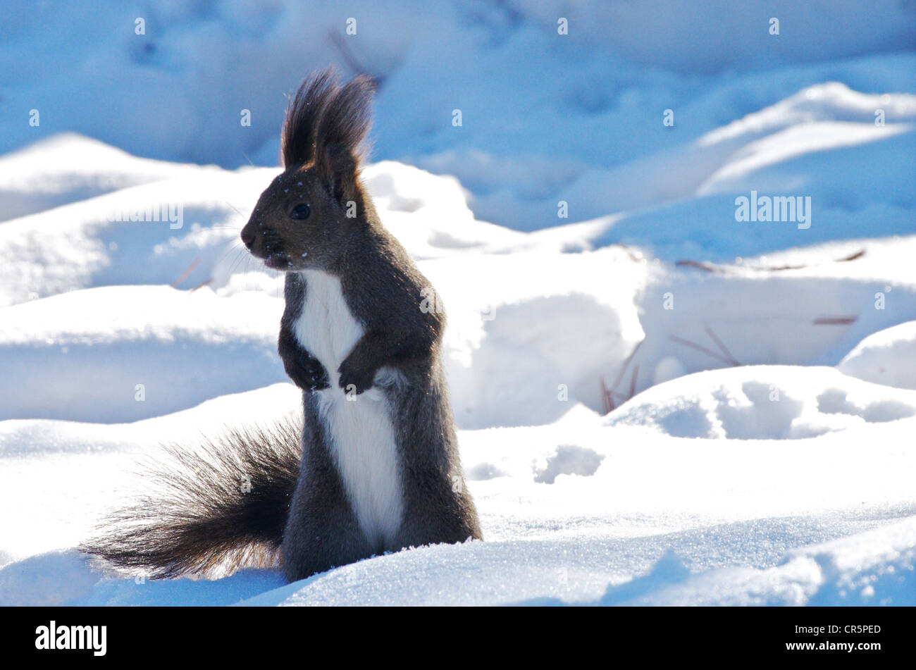 Écureuil roux (Sciurus vulgaris japonais Orientis) Banque D'Images