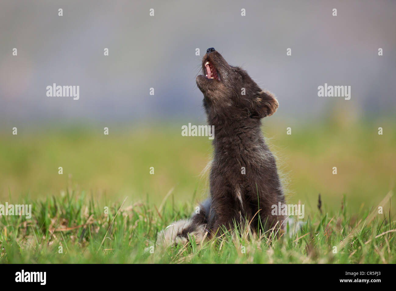 Howling Renard arctique (Alopex lagopus), Islande, Fjords de l'Ouest, Europe Banque D'Images