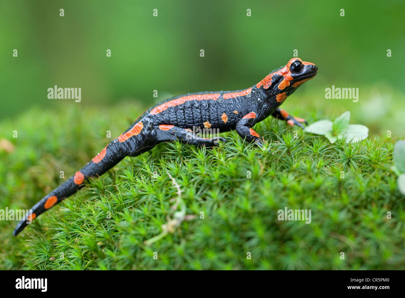 (Salamandra salamandra Salamandre de feu), la variante de couleur rouge, les montagnes du Harz, Saxe-Anhalt, Allemagne, Europe Banque D'Images