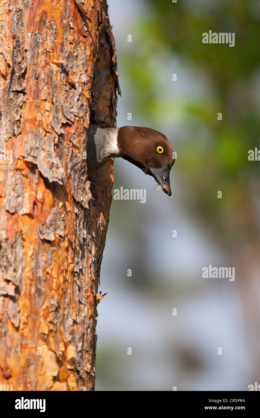 Le garrot à œil d'or (Bucephala clangula), femelle dans le trou de la nidification, de la Finlande, de l'Europe Banque D'Images
