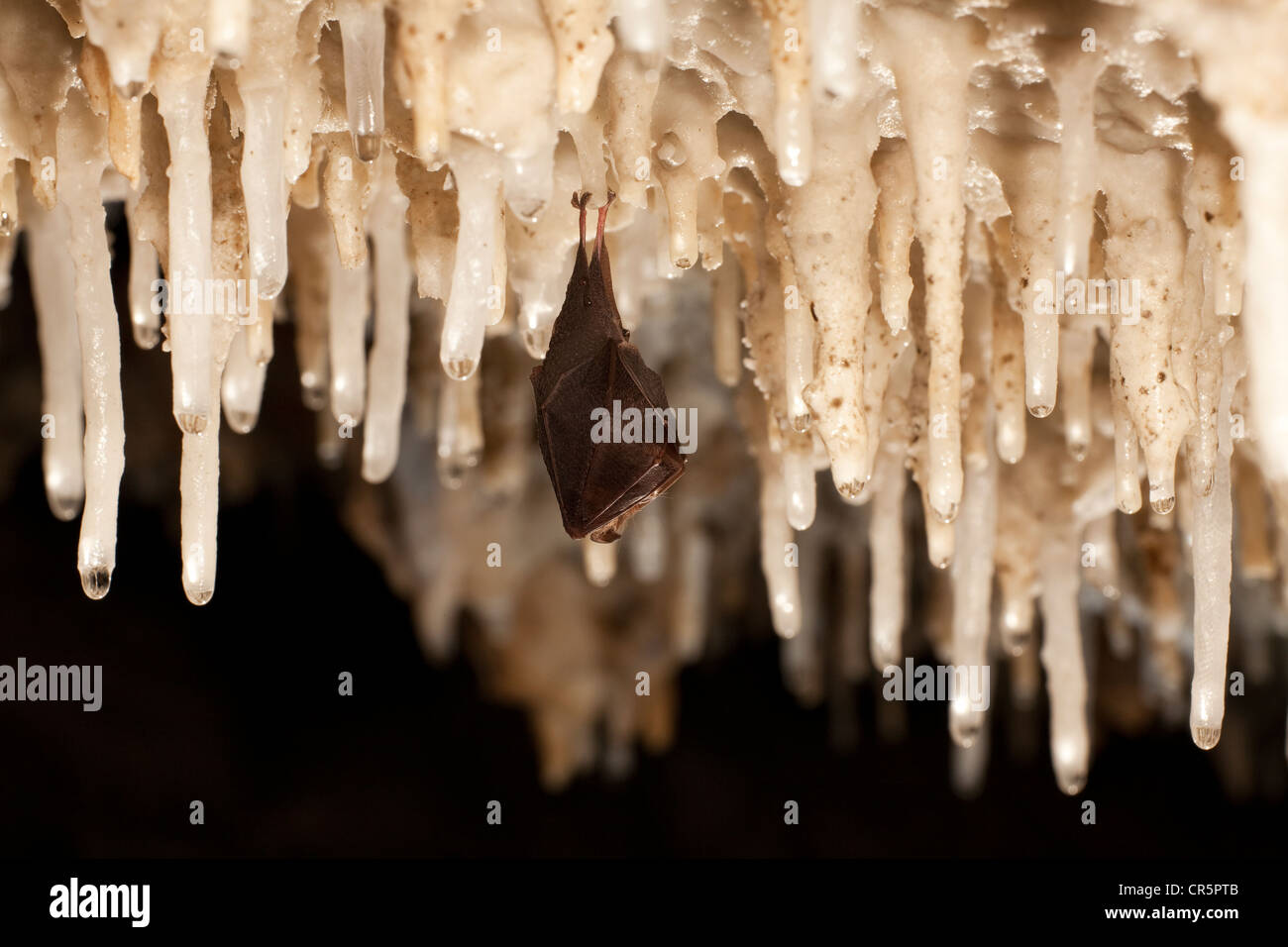 Petit rhinolophe (Rhinolophus hipposideros) accroché sur une stalactite dans une grotte, l'île de Sardaigne, Italie, Europe Banque D'Images