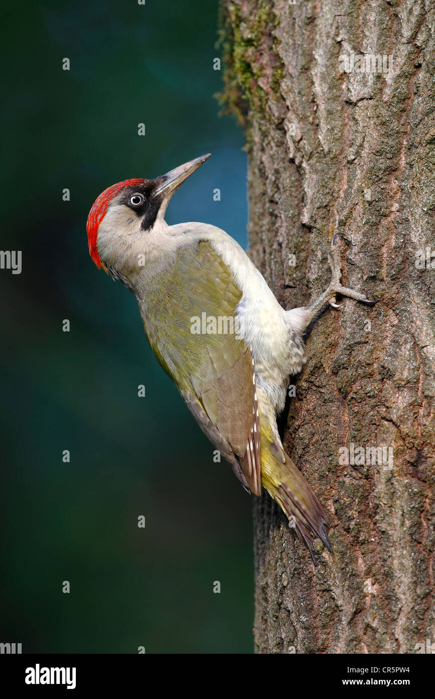 Pic Vert (Picus viridis), femelle sur nisting, arbre, Neunkirchen Siegerland, Nordrhein-Westfalen, Germany, Europe Banque D'Images