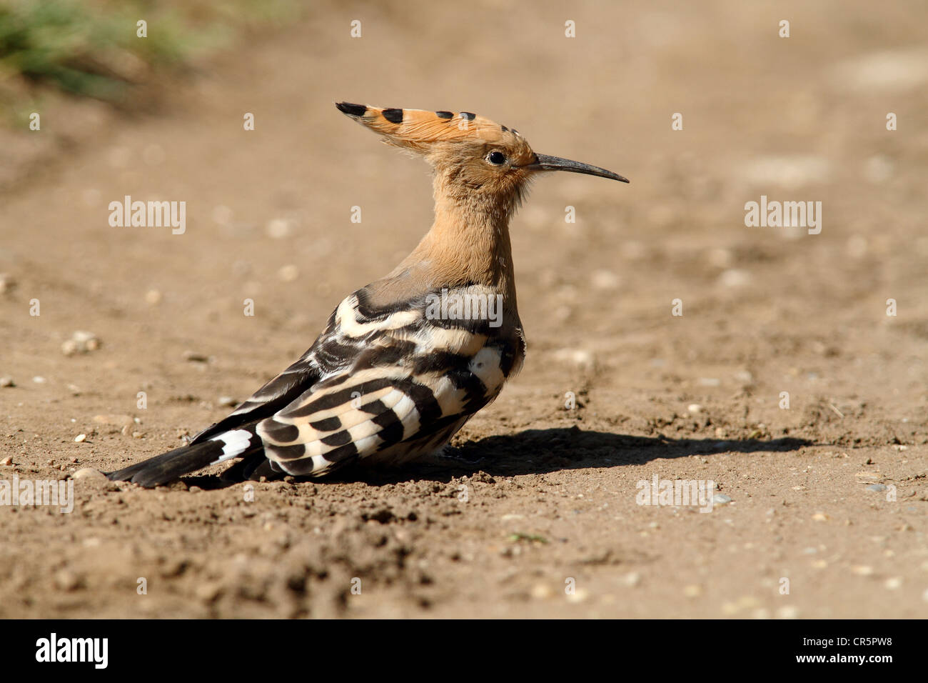 Huppe fasciée (Upupa epops), sur la masse, le lac de Neusiedl, Burgenland, Autriche, Allemagne Banque D'Images