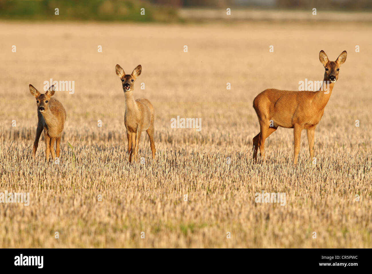 L'Ouest européen ou le Chevreuil (Capreolus capreolus), le doe sur deer path dans champ de chaume avec ses faons jumeaux, alerte Banque D'Images