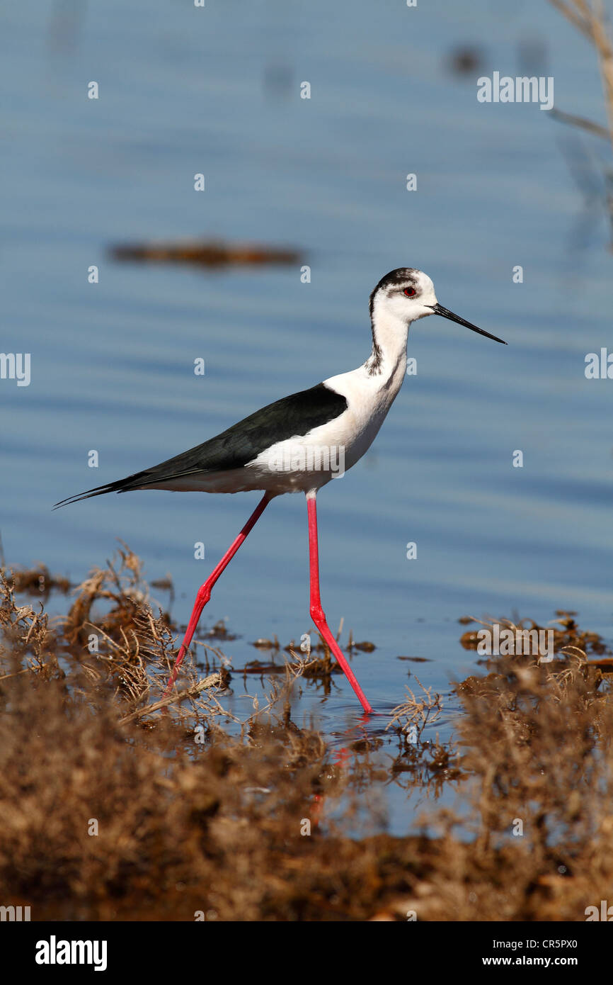 Black-winged Stilt Échasse ou conjoint (Himantopus himantopus), pataugeant dans l'eau peu profonde, Camargue, France, Europe Banque D'Images