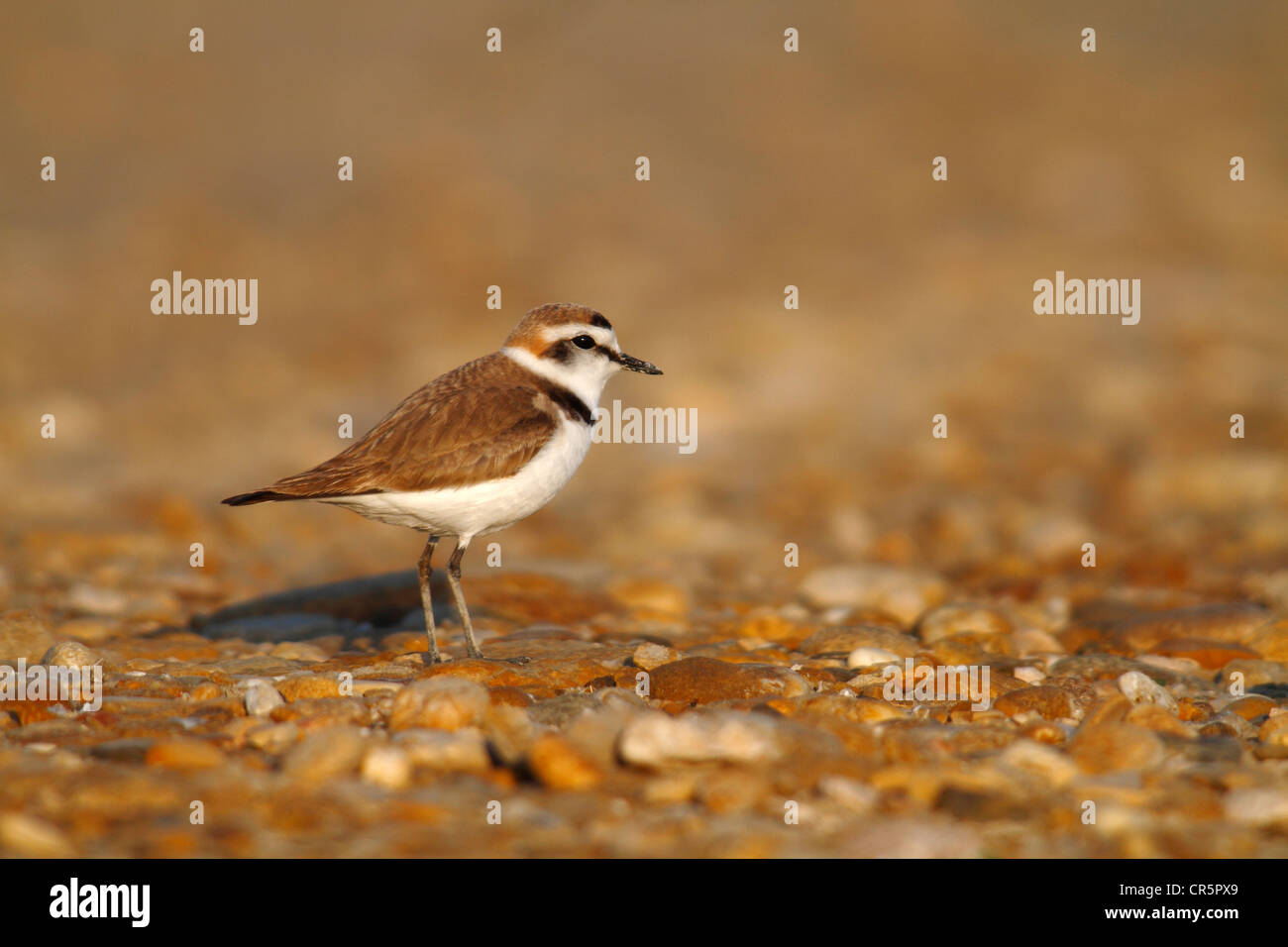 Kentish Plover (Charadrius alexandrinus), sur le sol rocheux, Camargue, France, Europe Banque D'Images