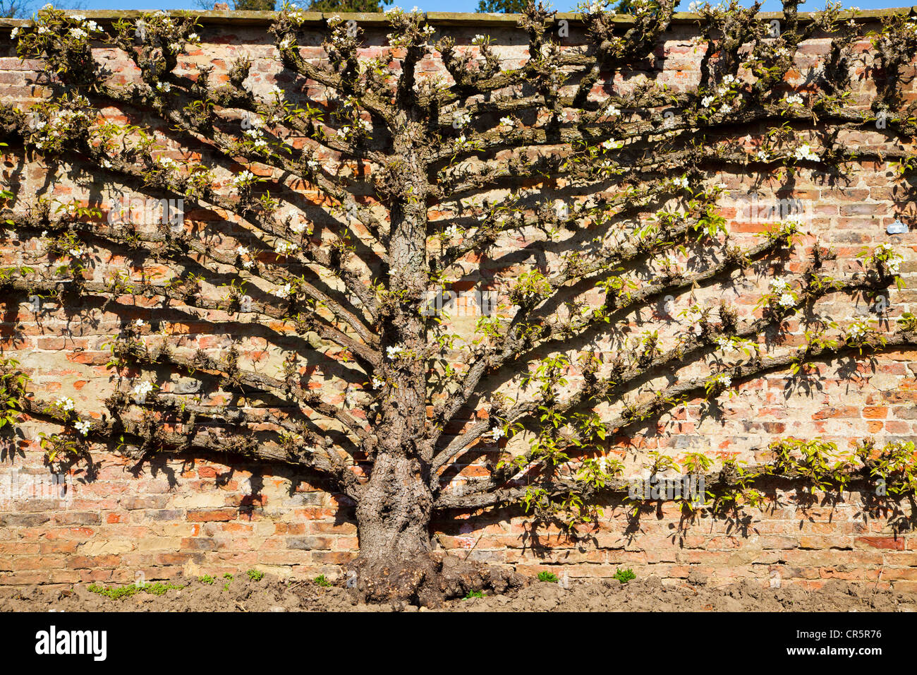 Louise Bonne De Jersey Pear Tree (espalier) au printemps à Ripley Castle, North Yorkshire. Banque D'Images