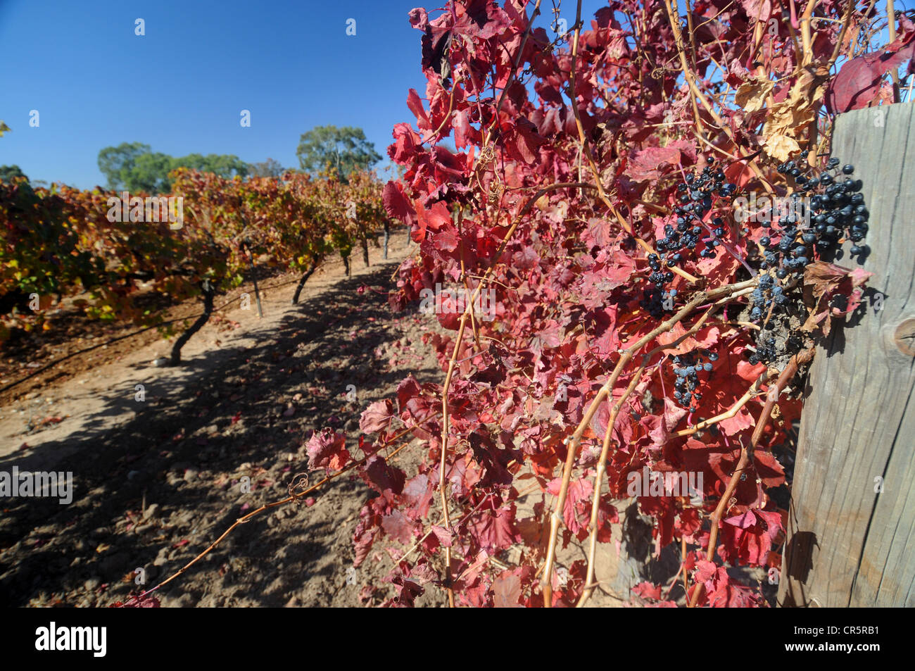 Vignoble en automne, la Vallée de Barossa, Australie-Méridionale Banque D'Images