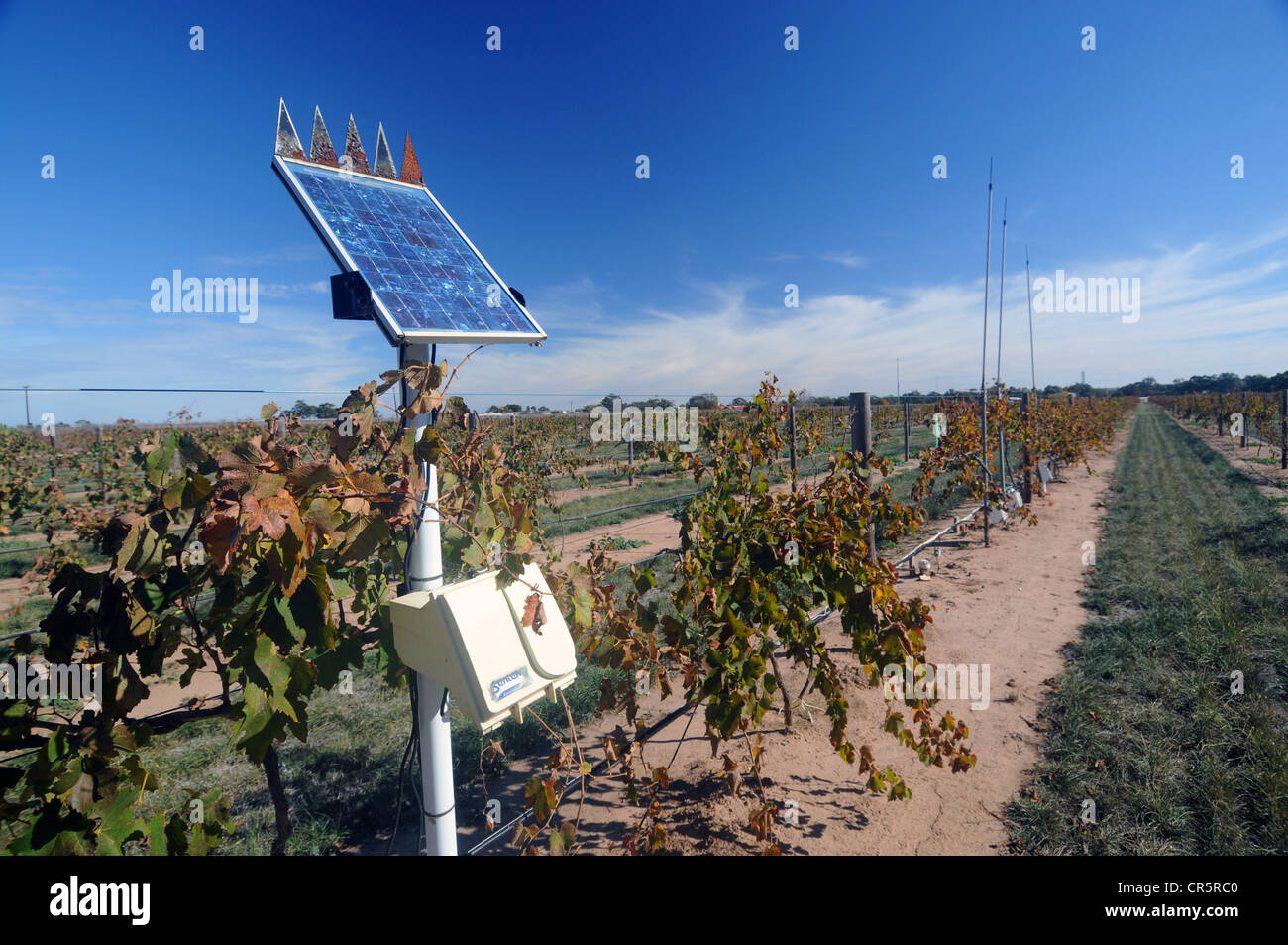 Les capteurs de surveillance de l'environnement expérimental de vignoble, Barossa Valley, Australie du Sud. Pas de PR Banque D'Images