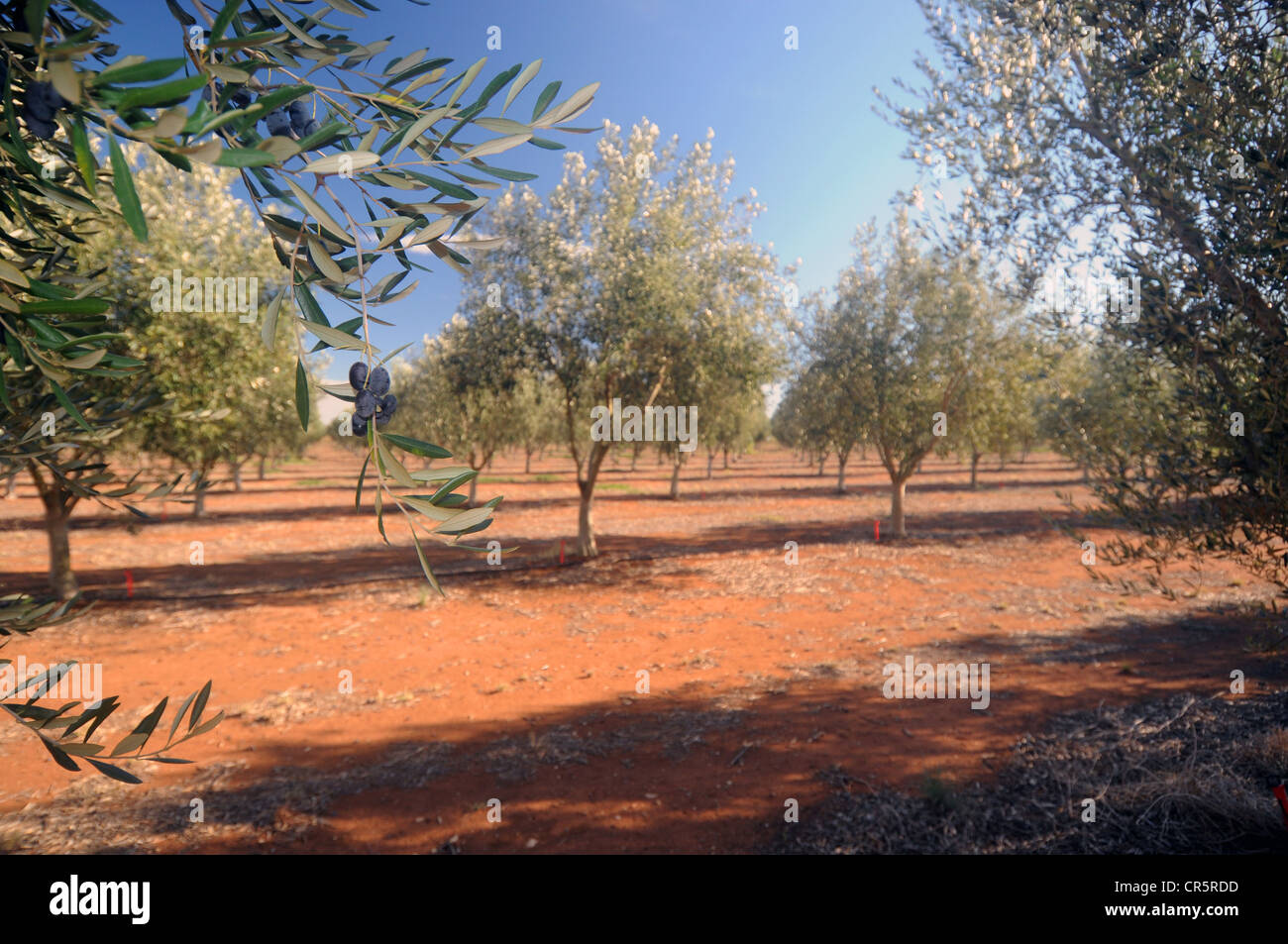 Plantation d'oliviers, La Vallée de Barossa, Australie-Méridionale Banque D'Images