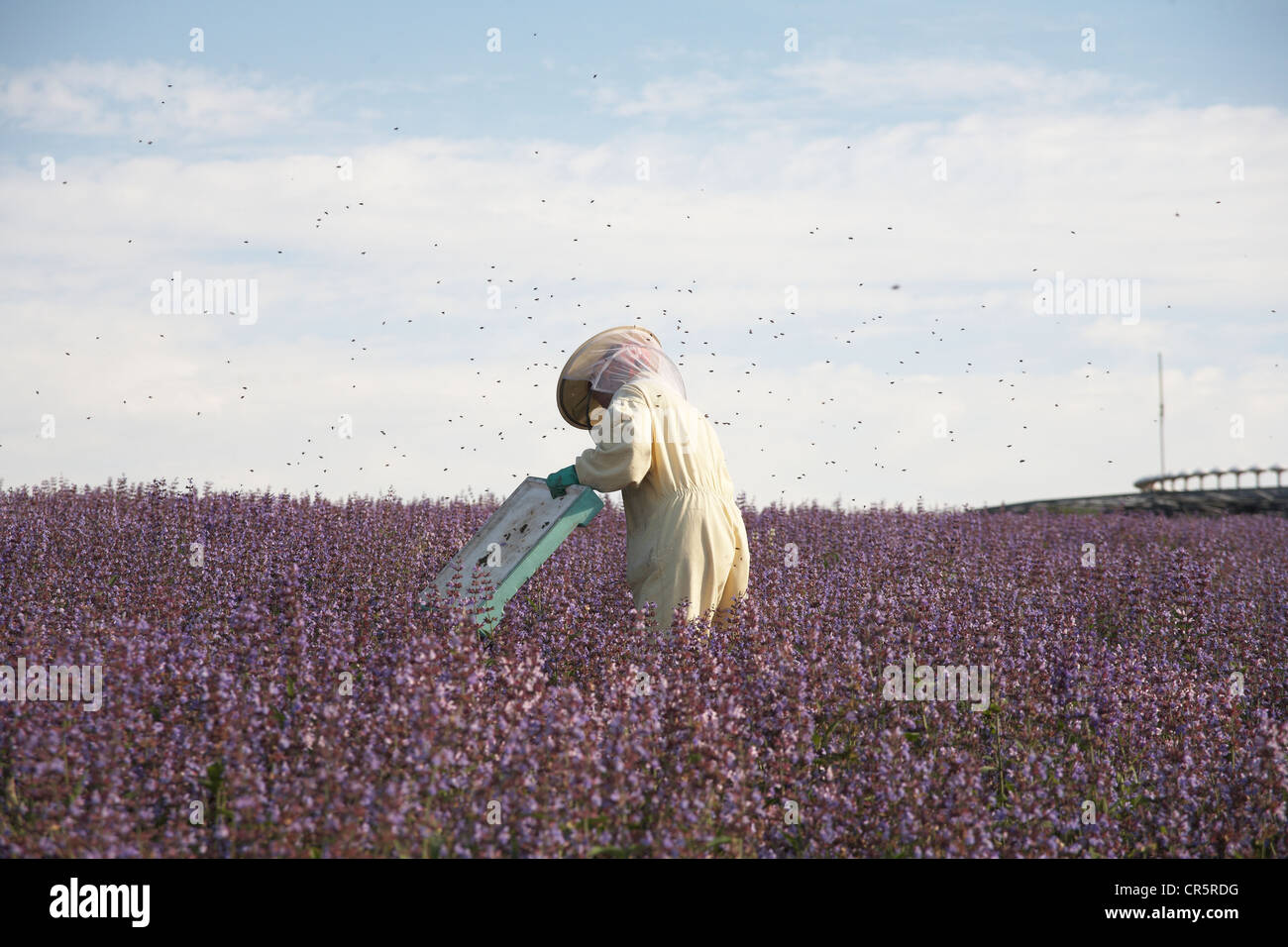 Apiculteur de l'apiculteur suit dans un champ de sauge commune, sauge (Salvia officinalis), fournissant une ruche Banque D'Images