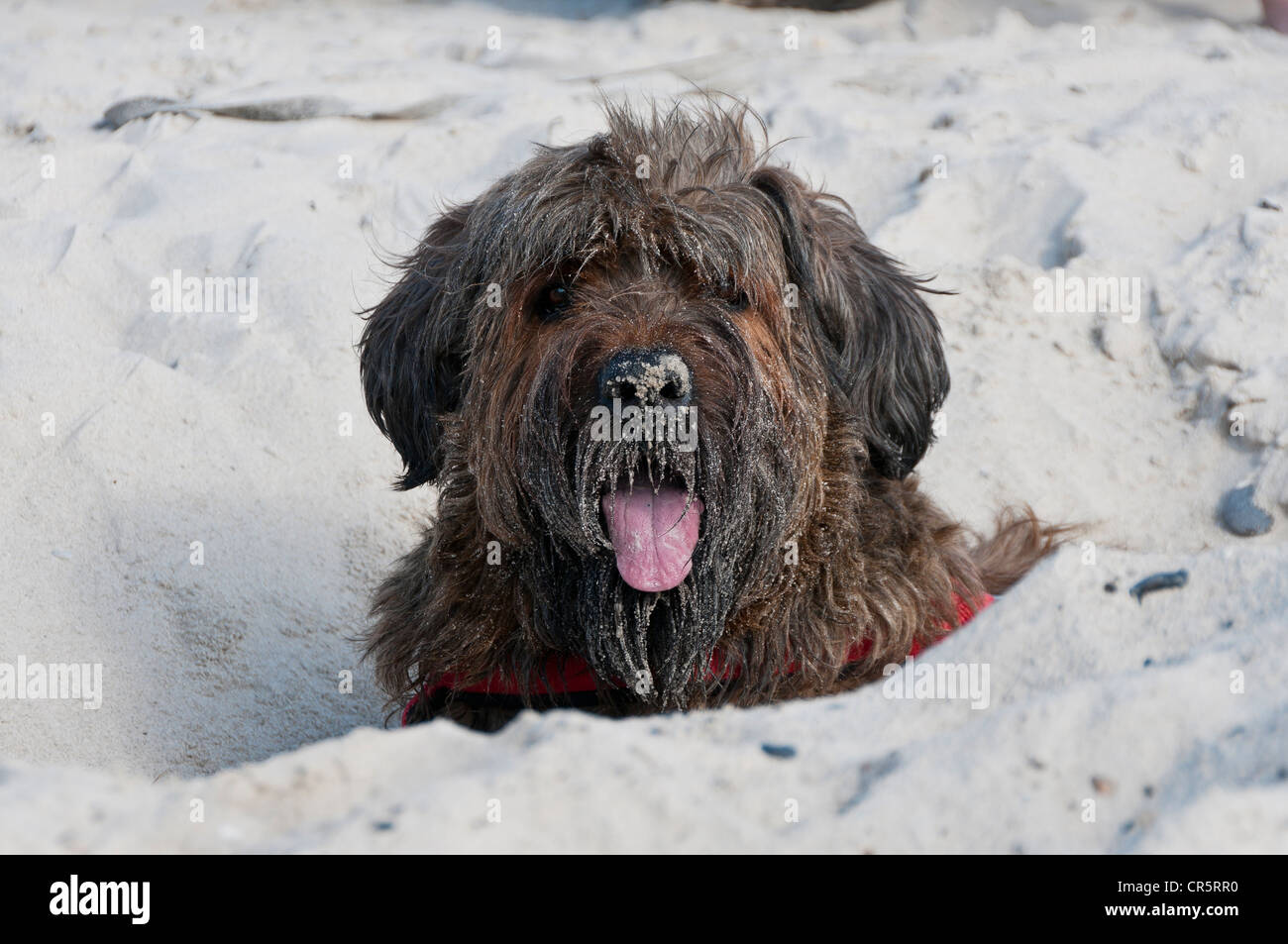 Briard, Berger de Brie, couché dans un trou de sable sur une plage, Ouest Jutland, Danemark, Europe Banque D'Images