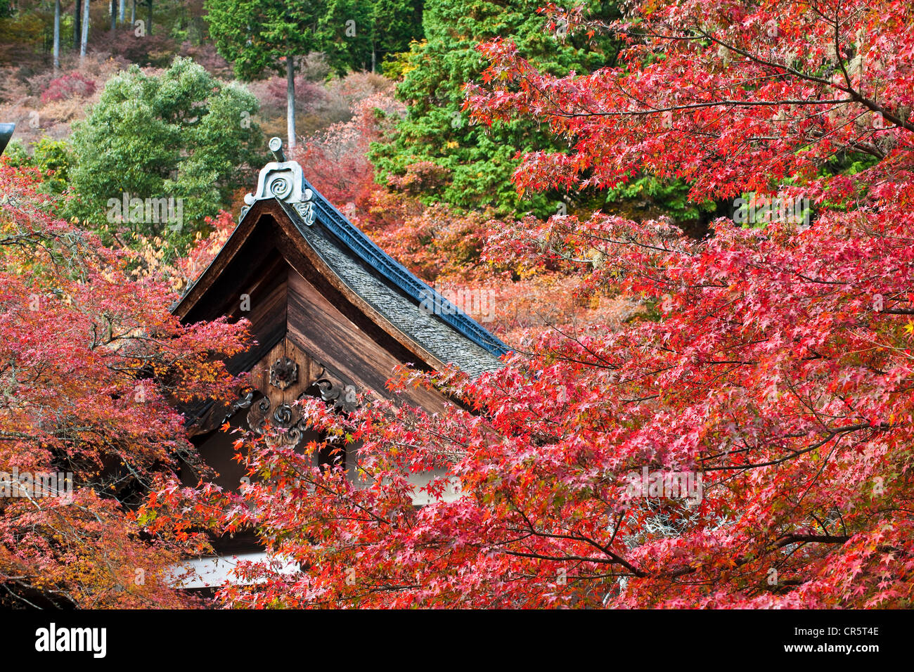 Le Japon, l'île de Honshu, la région de Kinki, ville de Kyoto, le Mont Takao, au nord de Kyoto, le Temple Saimyoji Banque D'Images
