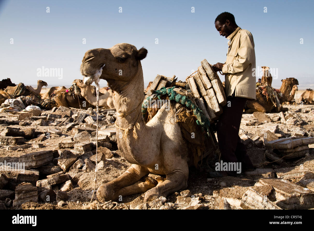 Les travailleurs loin du chargement d'un chameau avec blocs de sel dans les mines de sel de la dépression Danakil, Dallol, Ethiopie, Afrique Banque D'Images