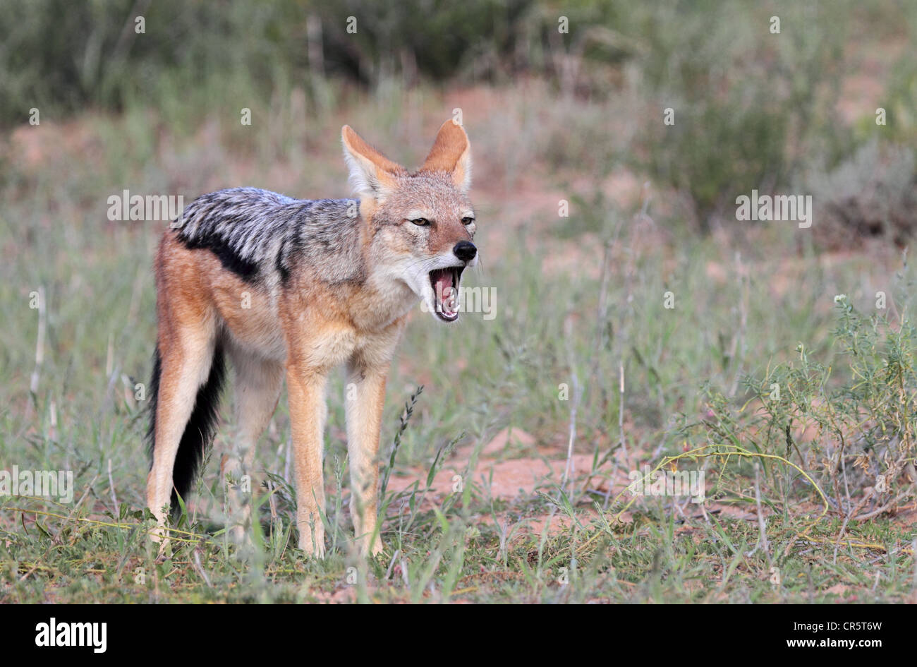 Le chacal à dos noir adulte seul avec bouche ouverte Banque D'Images