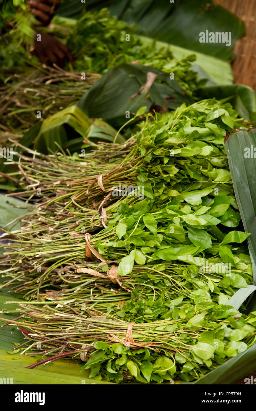 Le khat, qat, gat ou sallaa (Catha edulis) quitte à vendre, marché de Dimeka, le peuple Hamer, près de Jinka, vallée de l'Omo Banque D'Images