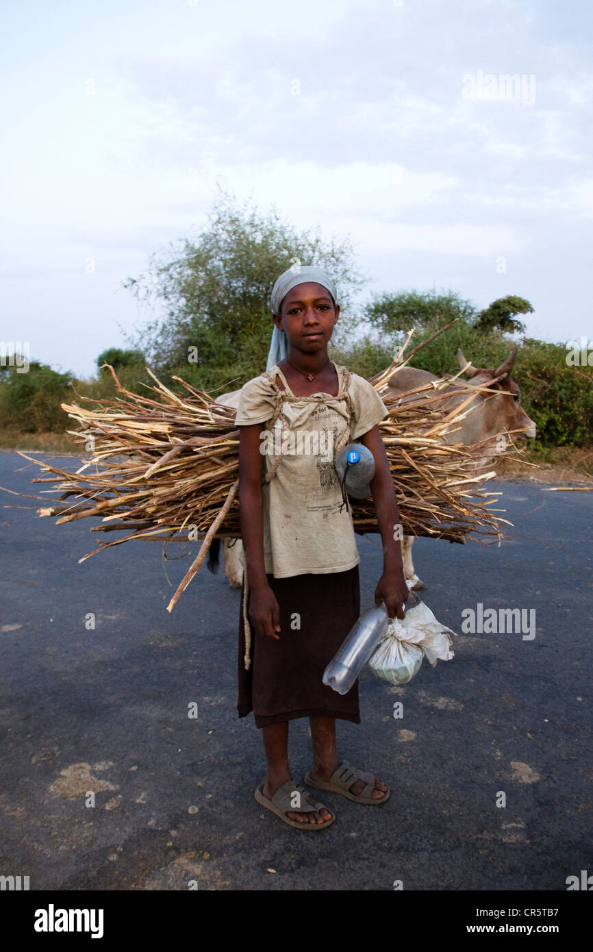 Enfant transporter le bois, près de l'Arba Minch, vallée de l'Omo, Ethiopie, Afrique du Sud Banque D'Images