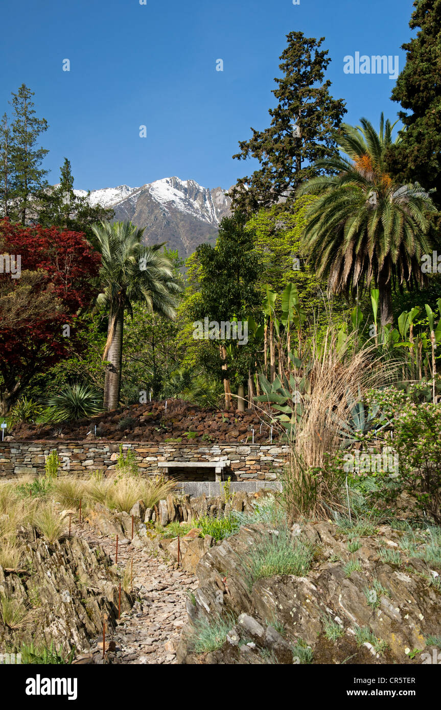 Collection de plantes au jardin botanique de Canton , Isola Grande, îles de Brissago, le Lac Majeur, , Suisse, Europe Banque D'Images
