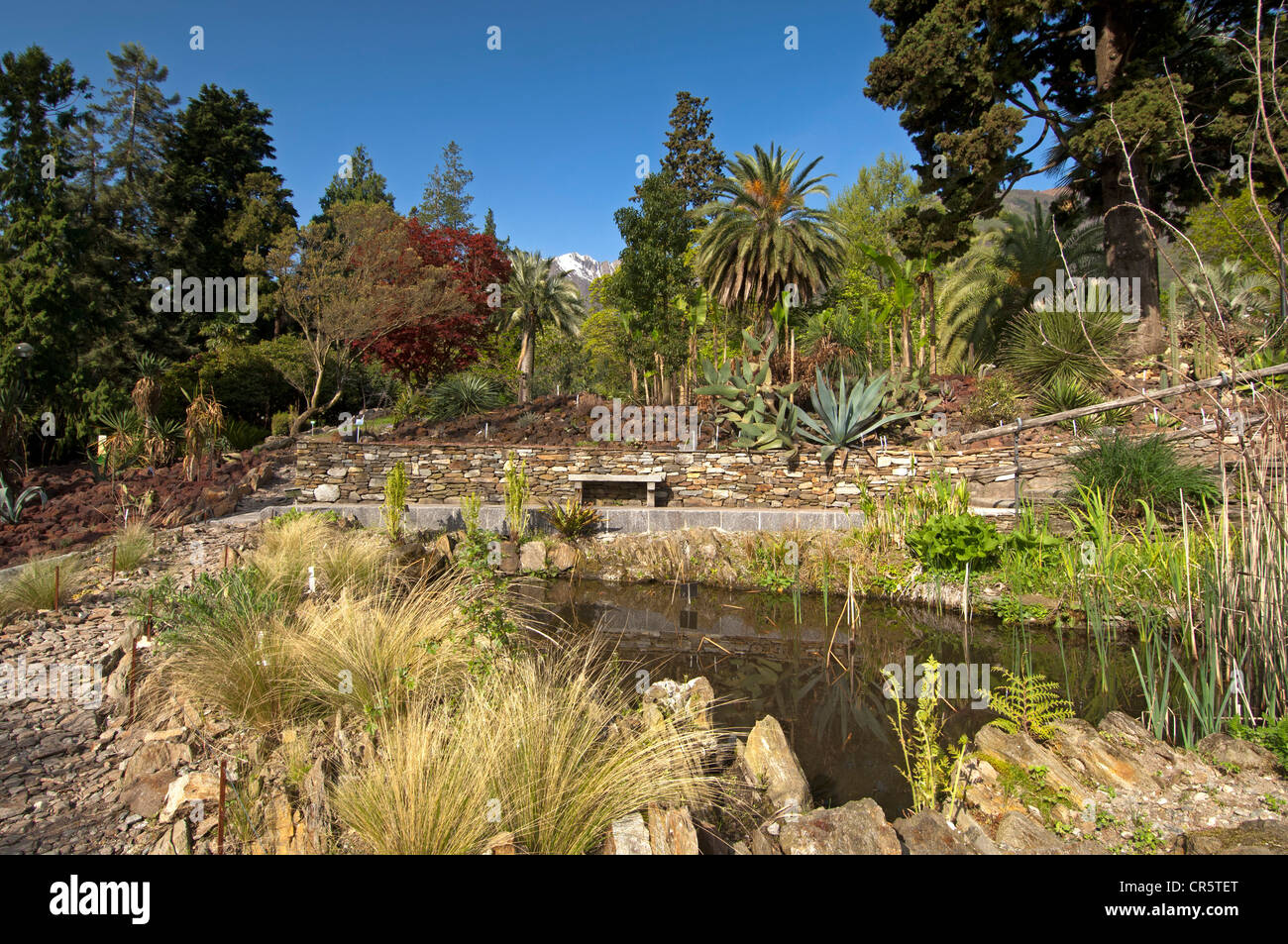 Collection de plantes au jardin botanique de Canton , Isola Grande, îles de Brissago, le Lac Majeur, , Suisse, Europe Banque D'Images